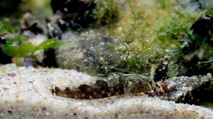 Wall Mural - tubenose goby, funny juvenile saltwater fish in Black Sea marine biotope aquarium, notorious invasive alien species watches attentively mytilaster mollusk moving on sand bottom