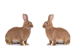 Poster - two Brown bunny sitting on a white background.