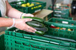canvas print picture - Lebensmittelspende Tafel: Frau mit Handschuhen packt Obst und Gemüse, hier frische Zucchini, in grüne Kisten für die Verteilung an Bedürftige - selektiver Fokus