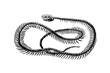 Old illustration of a skeleton of a Common ringed or Grass snake