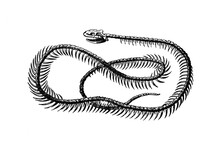 Old Illustration Of A Skeleton Of A Common Ringed Or Grass Snake