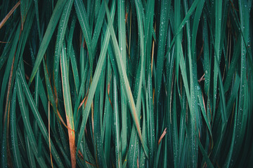 abstract green grass leaf texture nature background.