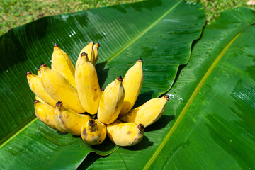 A branch of juicy yellow bananas on a green banana leaf. Ripe juicy fruits.