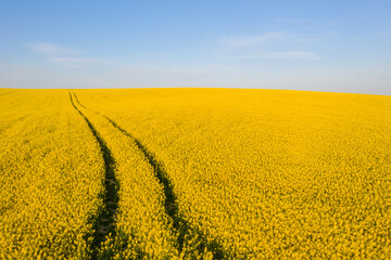 Field of yellow flowers