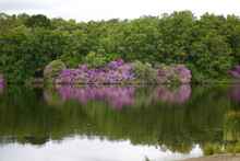 Beautiful Lakeside Scene Showing Trees And Rhododendrons Reflected In Water