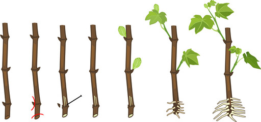 Canvas Print - Grapevine vegetative reproduction scheme. Growth stages from propagule (stem cutting) to young rooted grapevine plant isolated on white background