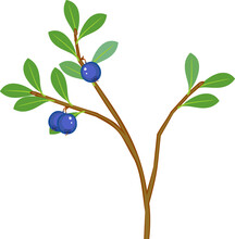 Blueberry Plant With Ripe Blue Berries And Green Leaves Isolated On White Background