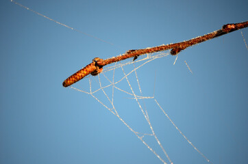 Wall Mural - beautiful spiderweb covered in frost and rime in early autumn morning with blue sky background