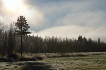 Wall Mural - early morning fog over field and forest in early morning