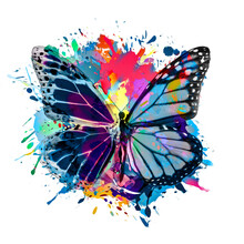 Colorful Butterfly On White Background