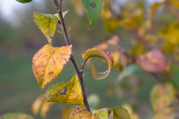 Canvas Print - Multi colored autumn leaves background. Curved cherry leaf on the blurred background. 