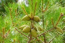 Treetop Of Pine With Green Pine Cones On The Branches