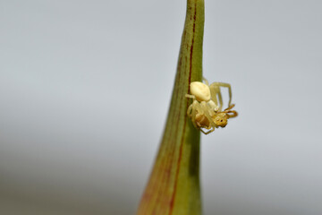 Crab Eating Spider 05