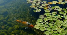 Colorful Koi Fish In The Lake Float Among Water Lilies In An Artificial Pond