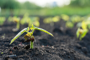 Wall Mural - Agriculture plant seedling growing step concept in garden and sunlight