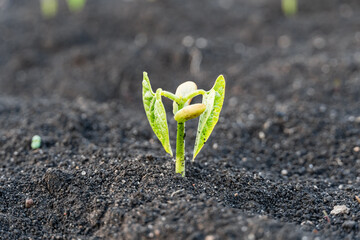 Wall Mural - Green sprout growing from ground, new life concept