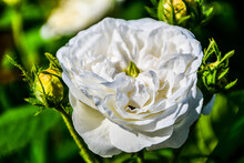 White Peony With Yellow Buds In Garden