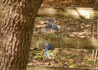 two blue jays