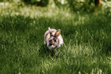 Mały królik z długimi uszami na trawiastym wybiegu