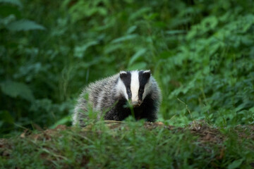 Wall Mural - European badger, meles meles, near your burrow. Badger family play in the forest. Badger offspring outside the burrow.