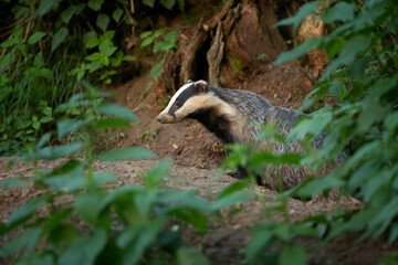 Wall Mural - European badger, meles meles, near your burrow. Badger family play in the forest. Badger offspring outside the burrow.