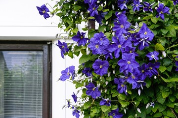 Wall Mural - Clematis flowers in front of window