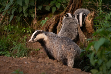 Wall Mural - European badger, meles meles, near your burrow. Badger family play in the forest. Badger offspring outside the burrow.