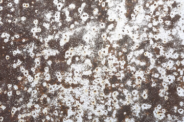 Wall Mural - rusty painted metal texture. old shabby rusty metal background