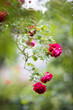 Rosengarten, Klatterrose, rot und grün, hochformat
