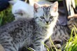 little kitty in grass and sun