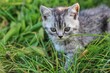 little kitty playing in the grass