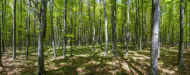 Poster - panoramic landscape in green deciduous forest