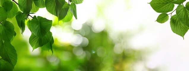 Wall Mural - tree branches with green leaves on sunny day. banner design