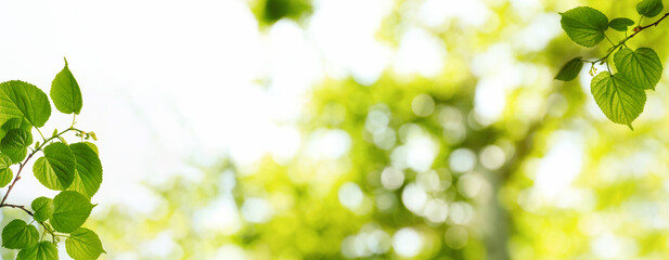 Wall Mural - tree branches with green leaves on sunny day. banner design