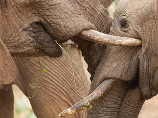 Close up on heads of two young elephants greeting each other in Samburu Reserve Kenya