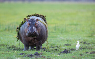 one adult hippo out of water eating grass with cattle egret watching him in chobe river botswana