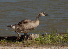 Canada Goose On The Shore