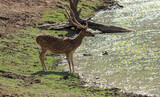 Fototapeta  - An Indian deer found near a pond in the forests backwater in Kabini jungles in Karnataka / India