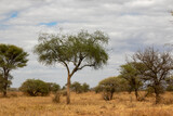 Fototapeta Sawanna - タンザニア・タランギーレ国立公園に生えているアカシアの木と、雲間から見える青空
