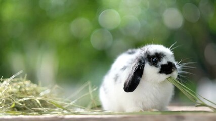 Sticker - rabbit eating grass with bokeh background, bunny pet, holland lop
