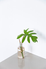 Wall Mural - Philodendron xanadu in a pot on white background.