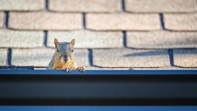 Squirrel Peeking Out From The Gutter Edge On The Roof