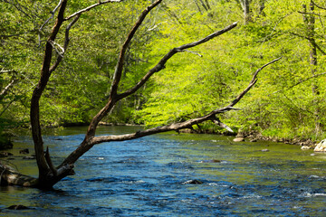 Wall Mural - Dead tree branches over the Willimantic River in Tolland, Connecticut.