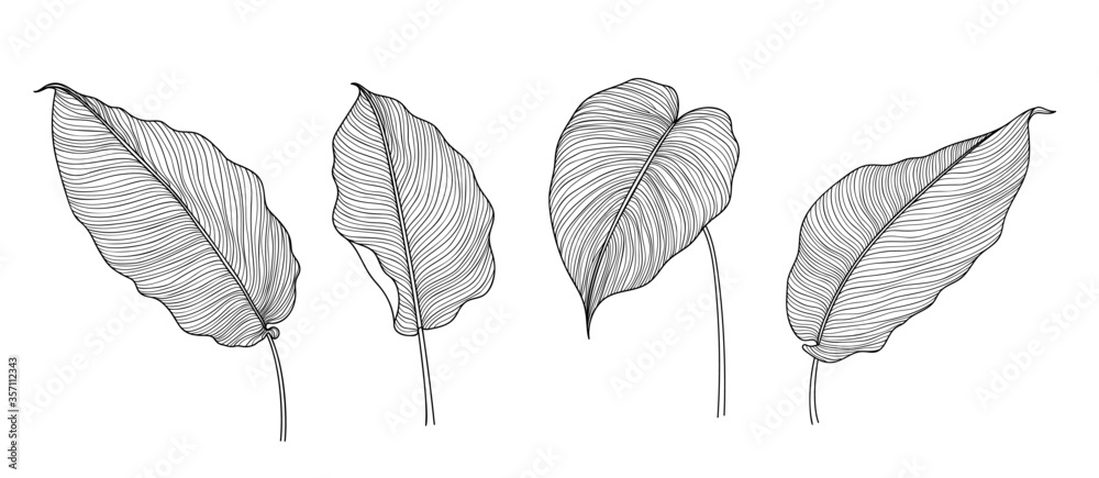 Exotic tropical leaf hand drawn vector. Botanical leaves black and white engraved ink art. Design for fabric, textile print, wrapping paper, fashion, interior design and cover. - obrazy, fototapety, plakaty 