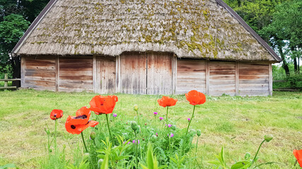 Old peasant Ukrainian house or barn in the summer with a thatched roof in the village. Pirogovo Museum in the open air of different regions of Ukraine.