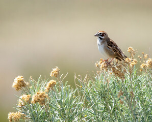 Wall Mural - lark sparrow in sage brush at Antelope Island State Park in Utah in Spring