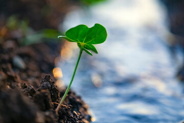 Poster - Small cotton plant, Born Concept