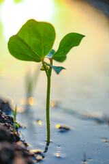 Wall Mural - Small cotton plant, Born Concept