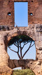 A window of colosseum with a pine maritime inside 