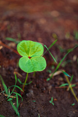 Poster - Small cotton plant, Born Concept